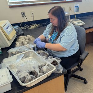 Allison Kitchel processing soil samples in the laboratory.