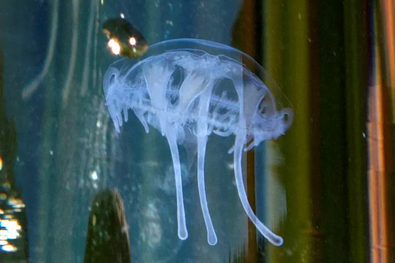 Photo of a freshwater jellyfish (Craspedacusta sowerbii)