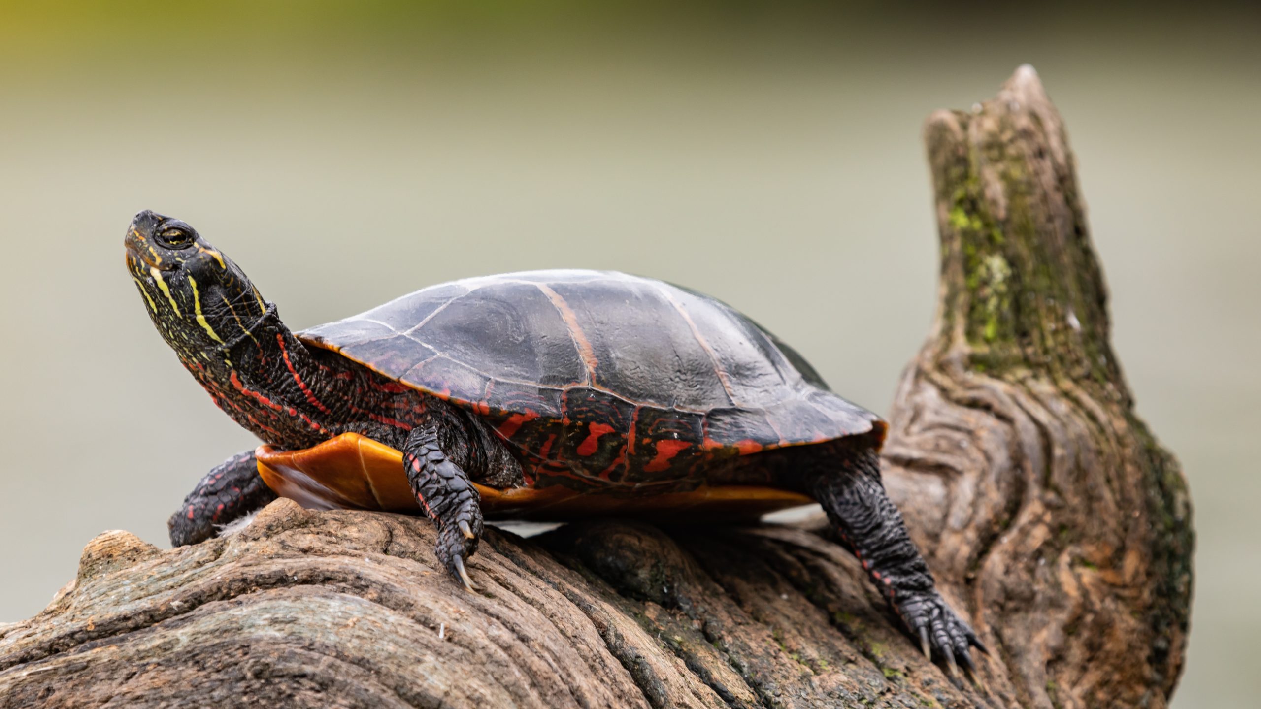 Painted turtle on a river log